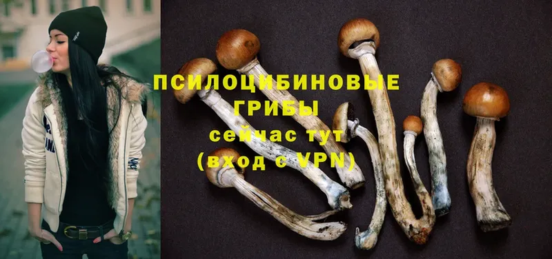 МЕГА зеркало  Курган  Галлюциногенные грибы Cubensis 